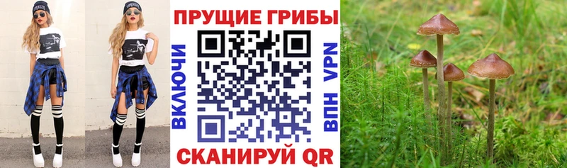 Псилоцибиновые грибы мицелий  площадка наркотические препараты  Советск  даркнет сайт 
